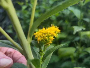 Frans 03 Spinnetje in Boerenwormkruid